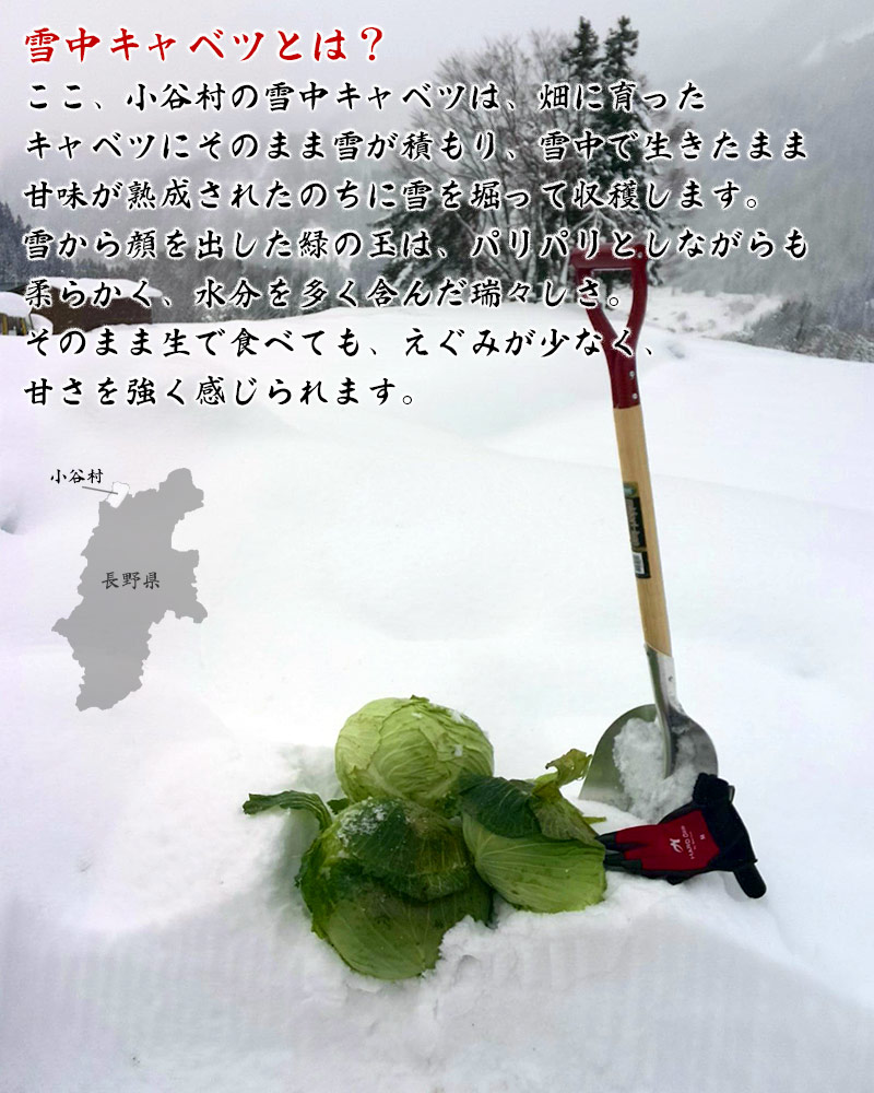 雪中キャベツとは?ここ、小谷村の雪中キャベツは、畑に育ったキャベツにそのまま雪が積もり、雪中で生きたまま甘味が熟成されたのちに雪を掘って収穫します。雪から顔を出した緑の玉は、パリパリとしながらも柔らかく、水分を多く含んだ瑞々しさ。そのまま生で食べても、えぐみが少なく、甘さを強く感じられます。