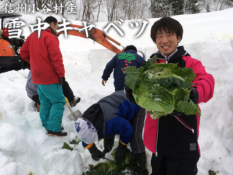 小谷村で 雪中キャベツの収穫