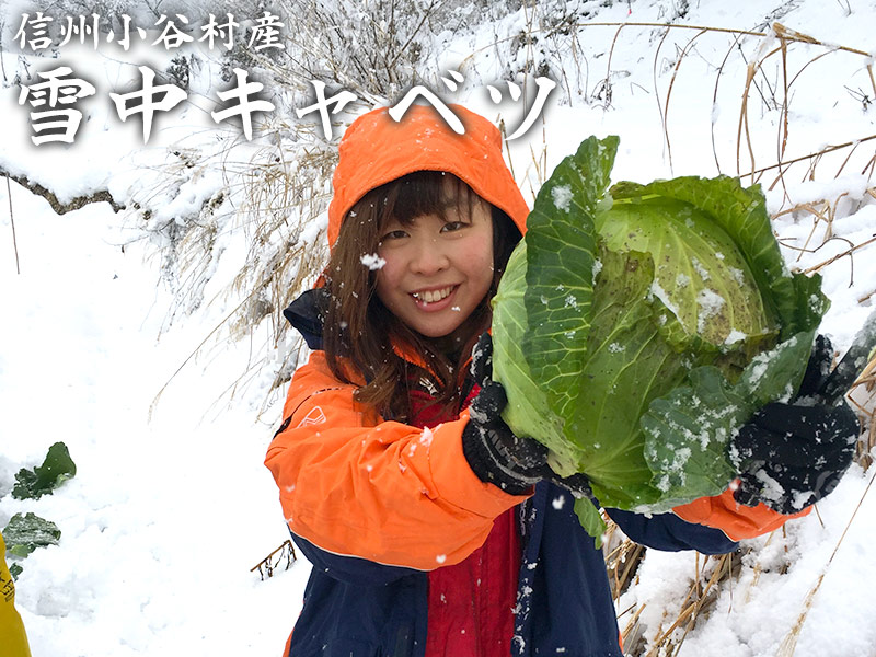 小谷村で 雪中キャベツの収穫